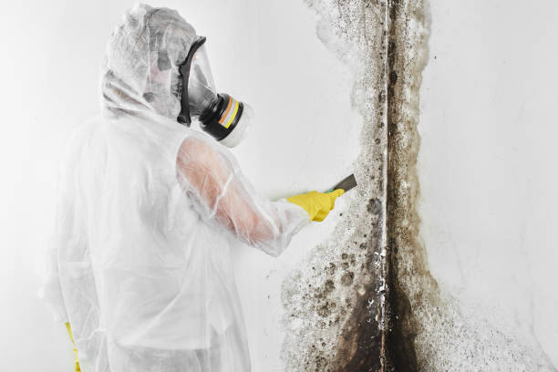 Best Post-Flood Mold Remediation in Stigler, OK