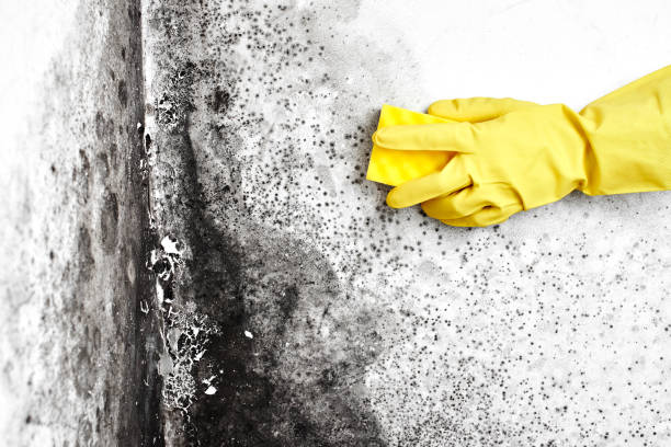 Best Crawl Space Mold Remediation in Stigler, OK