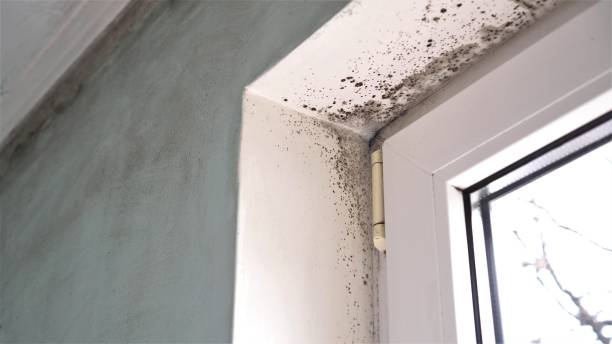 Best Insurance-Related Mold Remediation in Stigler, OK