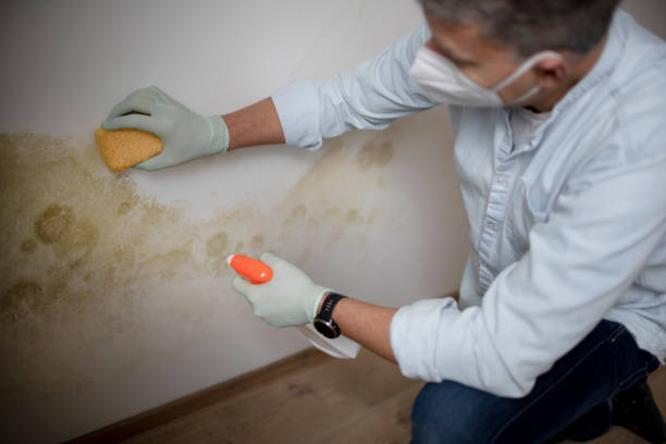 Best Residential Mold Remediation in Stigler, OK