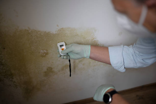 Best Basement Mold Remediation in Stigler, OK