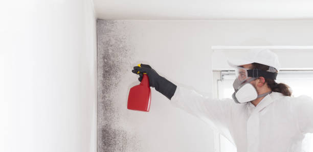 Best Emergency Mold Remediation in Stigler, OK