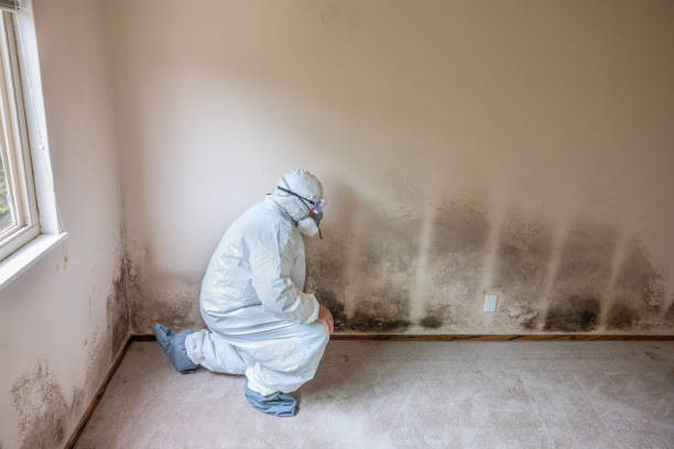 Best Kitchen Mold Remediation in Stigler, OK