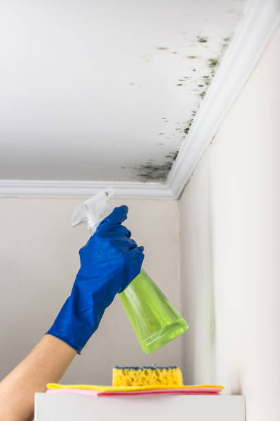 Best Industrial Mold Remediation in Stigler, OK